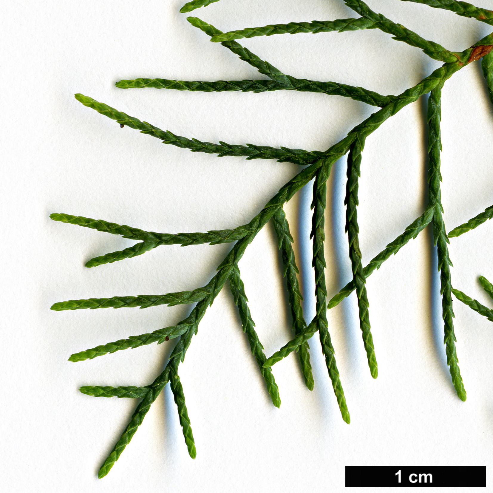 High resolution image: Family: Cupressaceae - Genus: Cupressus - Taxon: duclouxiana 